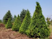 Albrecht’s Nursery & Orchard